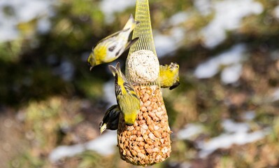 Closeup of Eurasian siskin (Spinus spinus) near a bird feeder hanging on a tree