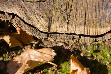 cut of a tree in the autumn forest close-up