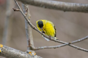 Closeup of Eurasian siskin (Spinus spinus) near a bird feeder hanging on a tree