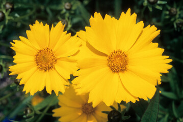 Coreopsis lanceolata , Coreopsis