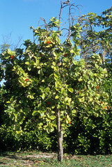 Fototapeta na wymiar Cordia sebestena , Cordia arbre geranium, Sébestier