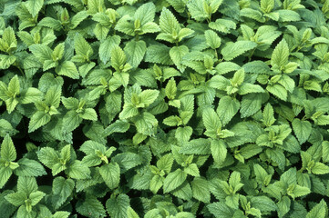 Melissa officinalis, Mélisse