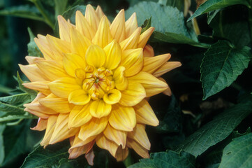 Dahlia x 'Melody Dora' , Dahlia décoratif