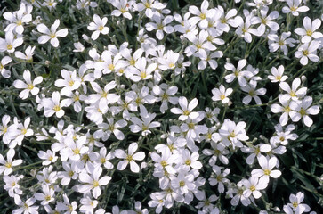 Cerastium tomentosum , Céraiste cotonneux