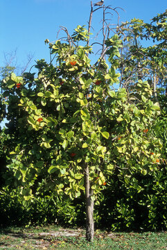 Cordia sebestena , Cordia arbre geranium, S&eacute;bestier