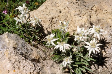 Leontopodium alpinum , Edelweiss