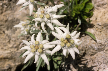 Leontopodium alpinum , Edelweiss