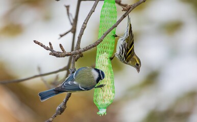 Closeup of Eurasian siskin (Spinus spinus) near a bird feeder hanging on a tree