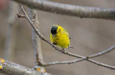 Closeup of Eurasian siskin (Spinus spinus) near a bird feeder hanging on a tree