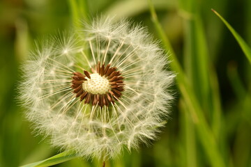 dandelion seed head
