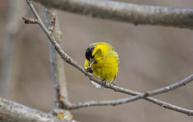 Closeup of Eurasian siskin (Spinus spinus) near a bird feeder hanging on a tree