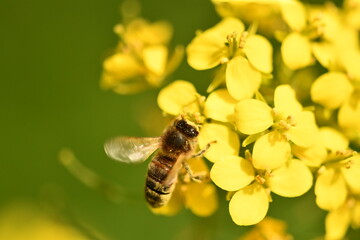 Bee on a flower