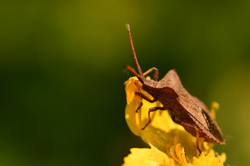 oreidae, Leaf-footed bug, insects, macro photography
