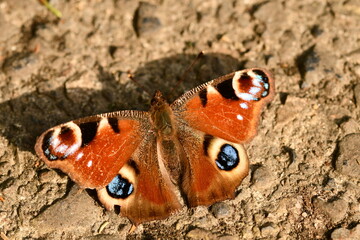 Fototapeta na wymiar Peacock butterfly on the ground