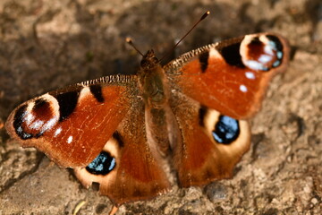 Peacock butterfly on the ground