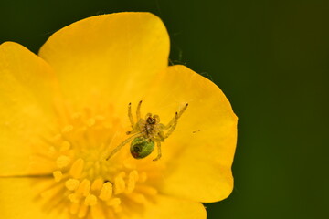 spider on yellow flower