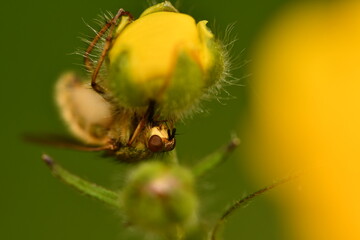 fly on a petal