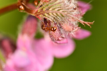 ant on a flower