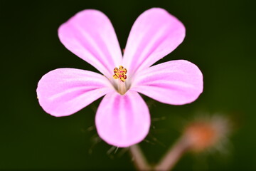  pink flower