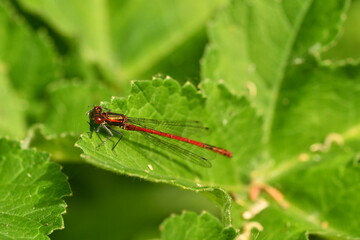 Fototapeta premium Daselfy