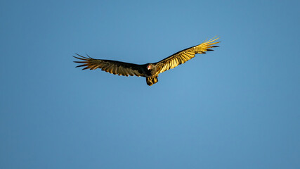 Flying Vulture