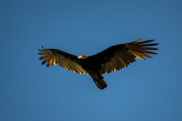 Flying Vulture