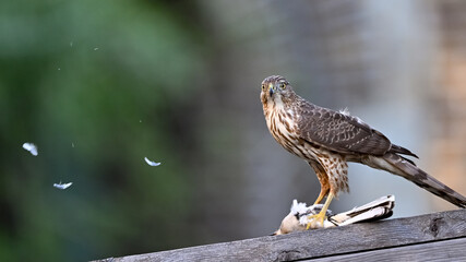 Hawk