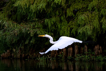 Egret