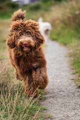 Fototapeta premium Brown Bernedoodle walking along a narrow path through a green meadow.