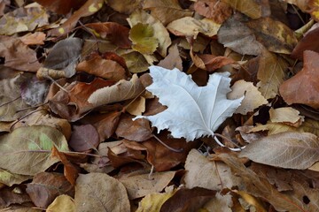 An unusual bright white leaf among withered foliage in the autumn forest. The concept of uniqueness, originality and dissimilarity from others.
