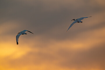 Flying Birds