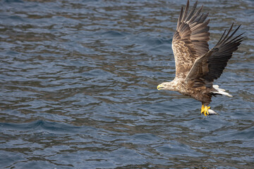 The sea eagle is Northern Europe's largest nesting bird of prey and the fourth largest of the world's eagles,Nordland county,Norway