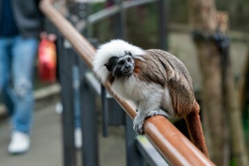 a brown and white monkey is on a railing line looking out over people