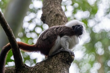 there is a very small monkey in a tree top lookin