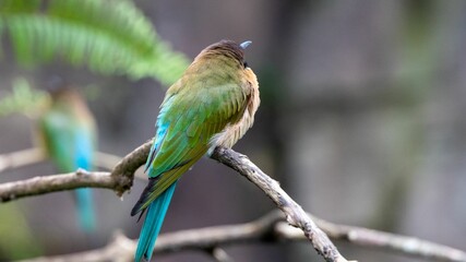 Beautiful Blue-tailed bee-eater bird perched atop a tree branch against a sunny backdrop