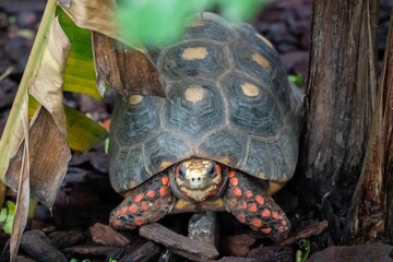 a turtle that is hiding in the bushes in front of leaves