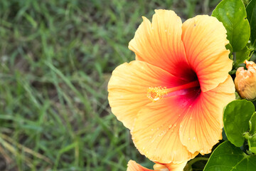Beautiful Chinese Hibiscus flower in the park.	