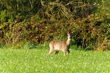 Chevreuil
