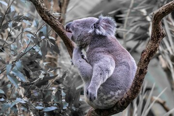 a koala bear is sleeping on the tree branch in its habitat
