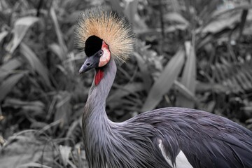 a closeup of a beautiful Grey crowned crane