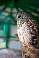 Owl Perched on a Stick Looking Sad With a Clipped Wing