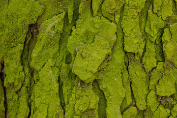Green bark on a tree trunk, green moss close-up