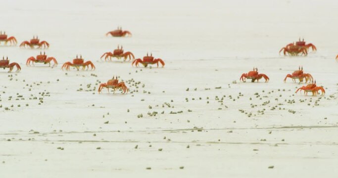 Crabs eating on the sandy beach of Santa Cruz island.