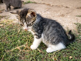 Closeup of a tabby kitten sitting on green grass