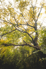Autumn colours in Sint-Baafskouter park in Ghent, Flanders region, Belgium. Belgian landscape in November. Red-orange-yellow leaves. Romantic and idyllic scenery