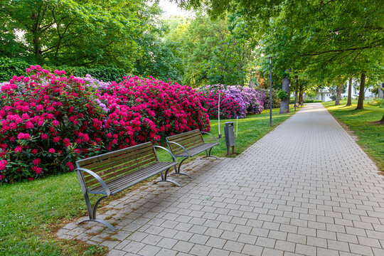 Flowering rhododendrons in the city park in Bad Hersfeld town. Germany.