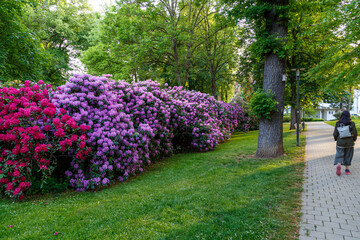 Flowering rhododendrons in the city park in Bad Hersfeld town. Germany. - obrazy, fototapety, plakaty