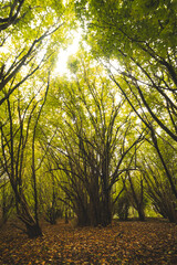 Fototapeta premium Autumn colours in Sint-Baafskouter park in Ghent, Flanders region, Belgium. Belgian landscape in November. Red-orange-yellow leaves. Romantic and idyllic scenery