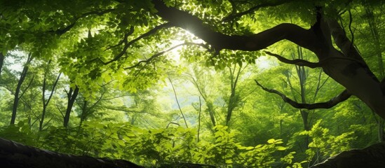 The old wood of the tree in the forest creates a mesmerizing background with its unique pattern adding depth to the natural environment while the sunlight filters through the leaves casting 
