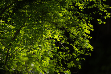 Tree leaves under the sun shade